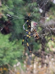 Trichonephila clavata