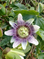 Passiflora alata × caerulea
