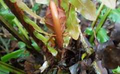 Blechnum brasiliense