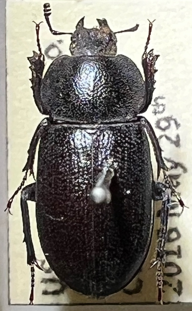 Platyceroides potax