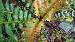Blechnum brasiliense