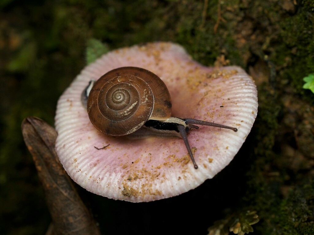 Pseudoplecta bijuga