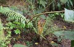 Blechnum brasiliense