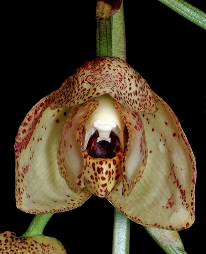 Acineta superba