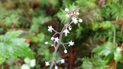 Tiarella trifoliata trifoliata