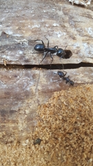 Camponotus laevissimus