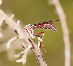 Daptolestes limbipennis