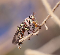 Daptolestes limbipennis