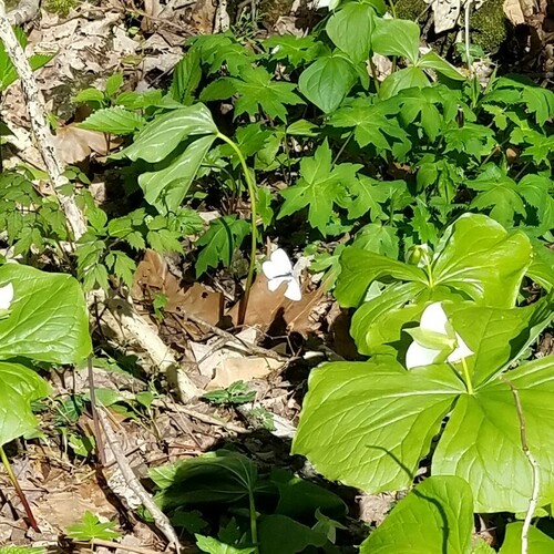 West Virginia White photo 6