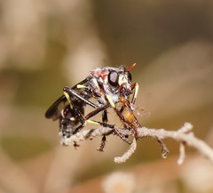 Daptolestes limbipennis