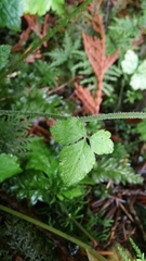 Tiarella trifoliata trifoliata