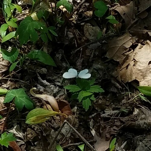West Virginia White photo 4