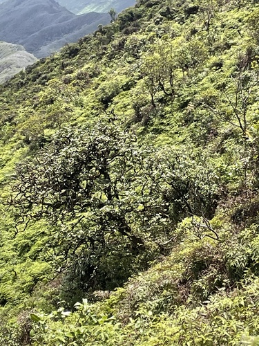 Polyscias gymnocarpa observed 2023-03-26