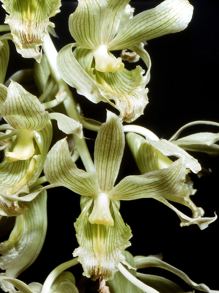 Clowesia thylaciochila