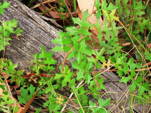 Image of Ben Major Grevillea (Grevillea floripendula) by (c) Elspeth Swan, some rights reserved (CC BY)