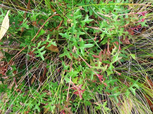 Image of Grevillea floripendula by (c) Elspeth Swan, some rights reserved (CC BY)