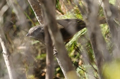 Pachycephala olivacea