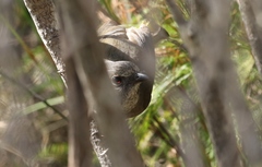 Pachycephala olivacea