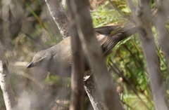 Pachycephala olivacea