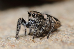 Habronattus fallax