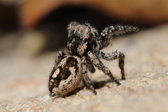 Habronattus fallax