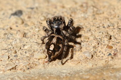 Habronattus fallax