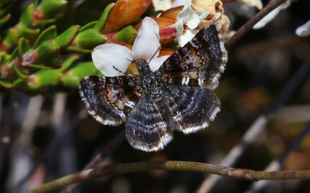 Notoreas aethalopa
