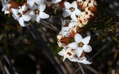 Epacris lanuginosa