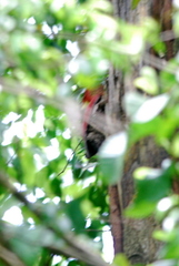 Chrysophlegma miniaceum