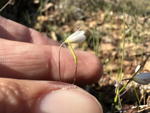 Image of Meconella californica by (c) Matt Berger, some rights reserved (CC BY)