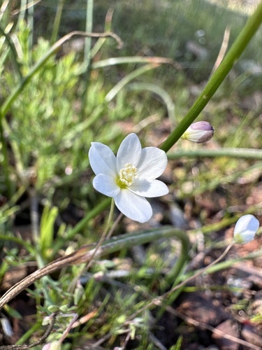 Image of Meconella californica by (c) Matt Berger, some rights reserved (CC BY)