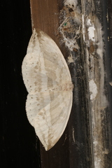 Cyclidia substigmaria