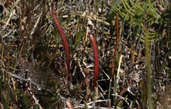 Drosera murfetii