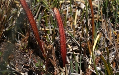 Drosera murfetii