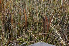 Drosera murfetii