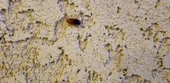 Blattodea