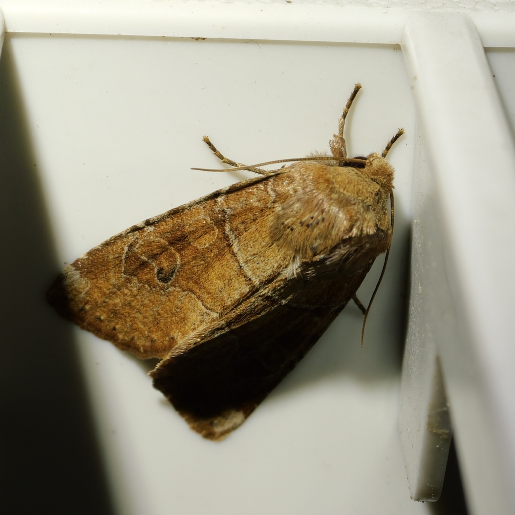 Normal Quaker Norman's Quaker in March 2023 by tngardener · iNaturalist