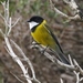 Tasmanian Golden Whistler - Photo (c) James Bailey, some rights reserved (CC BY-NC), uploaded by James Bailey