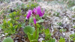 Primula frigida