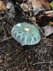 Russula parvovirescens