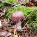 Cortinarius dolabratus - Photo (c) Stephen Russell, alguns direitos reservados (CC BY-NC), uploaded by Stephen Russell