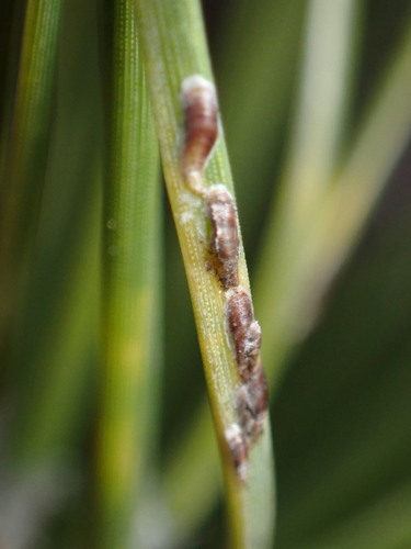 Pine oystershell scale