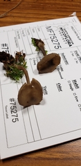 Helvella macropus image