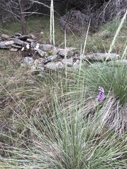 Muhlenbergia lindheimeri