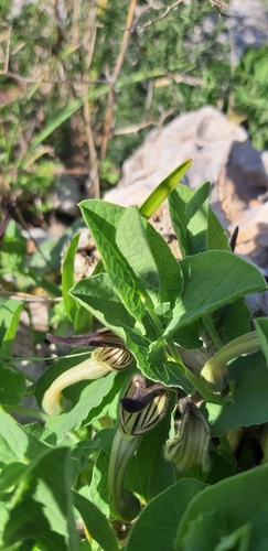 Image of Green-Flowered Birthwort (Aristolochia clusii) by (c) Leonardo Ancillotto, some rights reserved (CC BY)