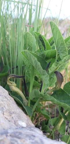 Image of Green-Flowered Birthwort (Aristolochia clusii) by (c) Leonardo Ancillotto, some rights reserved (CC BY)