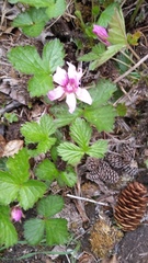 Rubus arcticus acaulis
