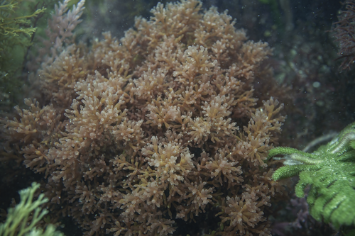 Rhabdonia
