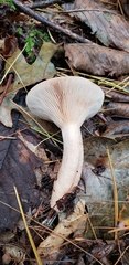 Lactarius imperceptus