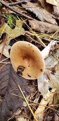 Lactarius imperceptus
